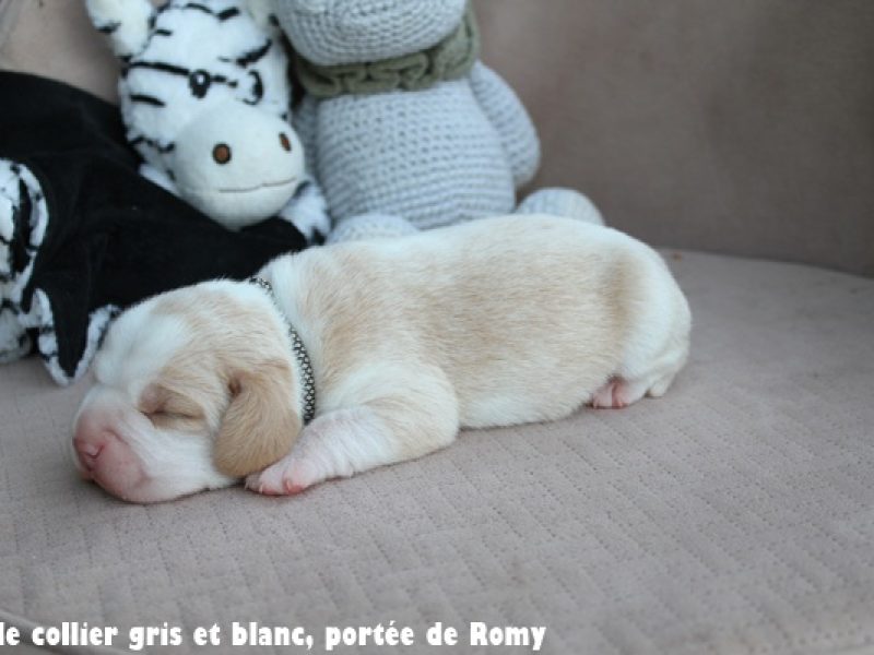 M gris et blancIMG_6620