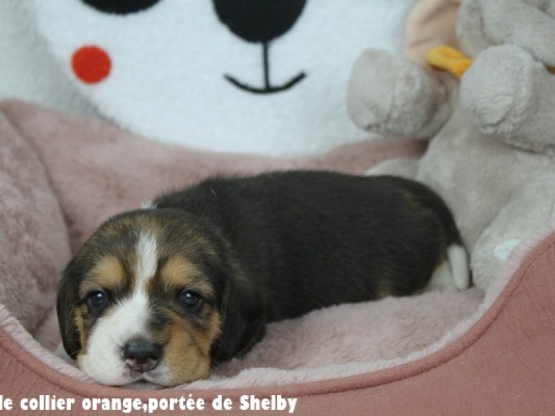 M orangeIMG_7787