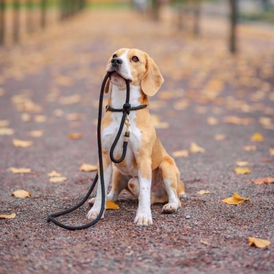 aducation-canineok