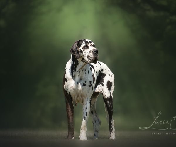 alienor-052025