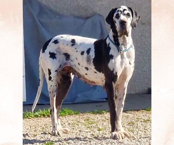 alienor-del-monti-de-keraton