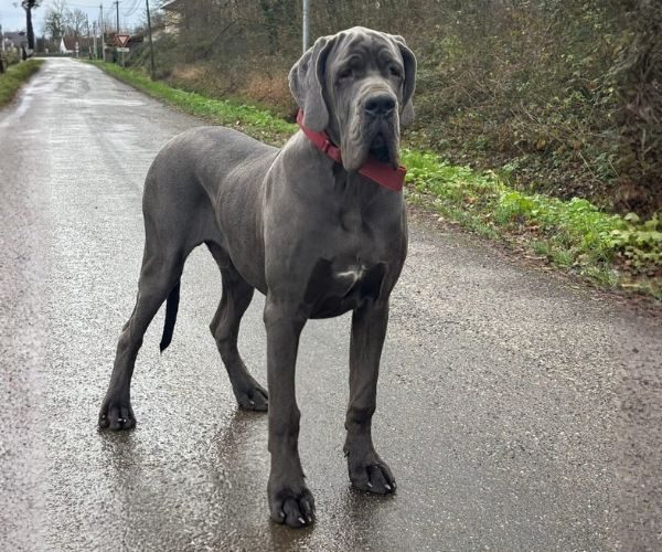 Attilla des Iles aux Falaises