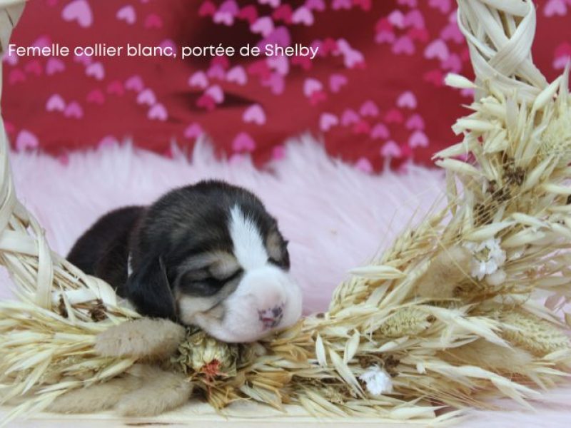 f blanc shelby IMG_4275