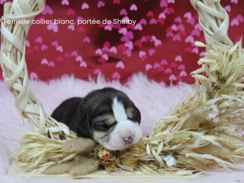 f blanc shelby IMG_4277