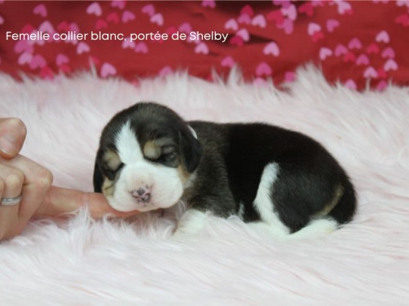 f blanc shelby IMG_4283