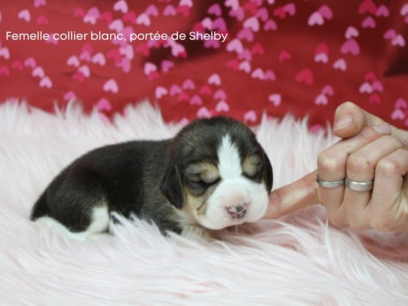 f blanc shelby IMG_4290