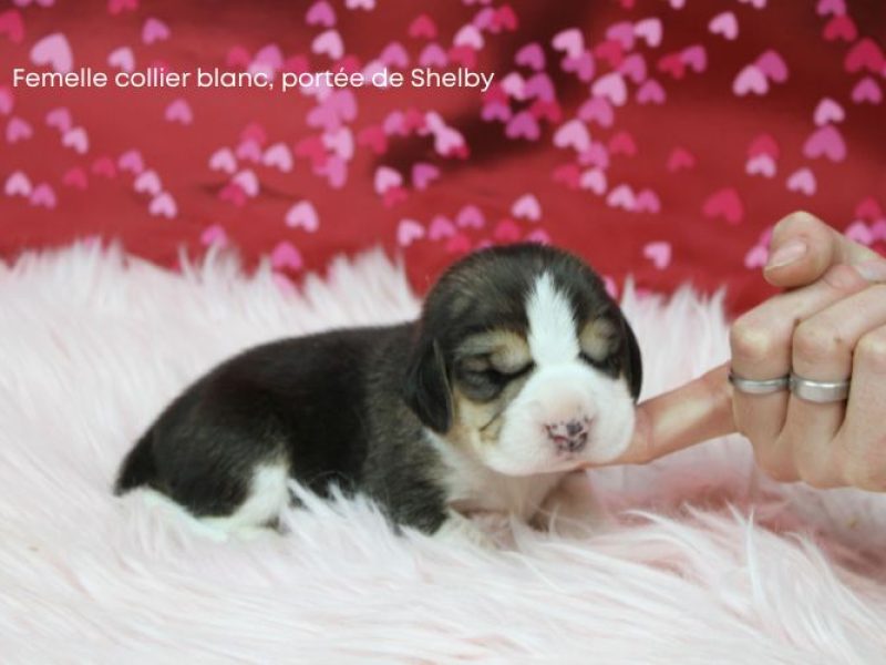 f blanc shelby IMG_4292