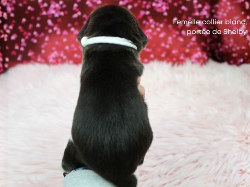 f blanc shelby IMG_4295