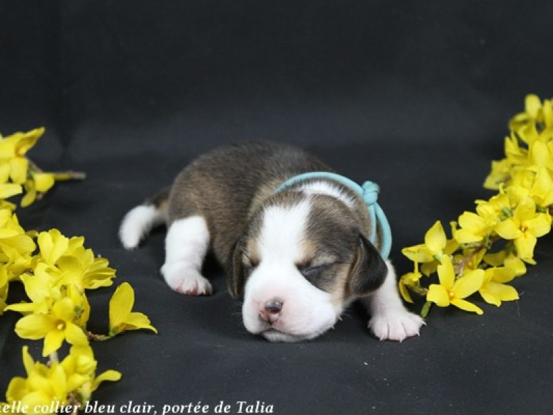 f bleu clairIMG_4806