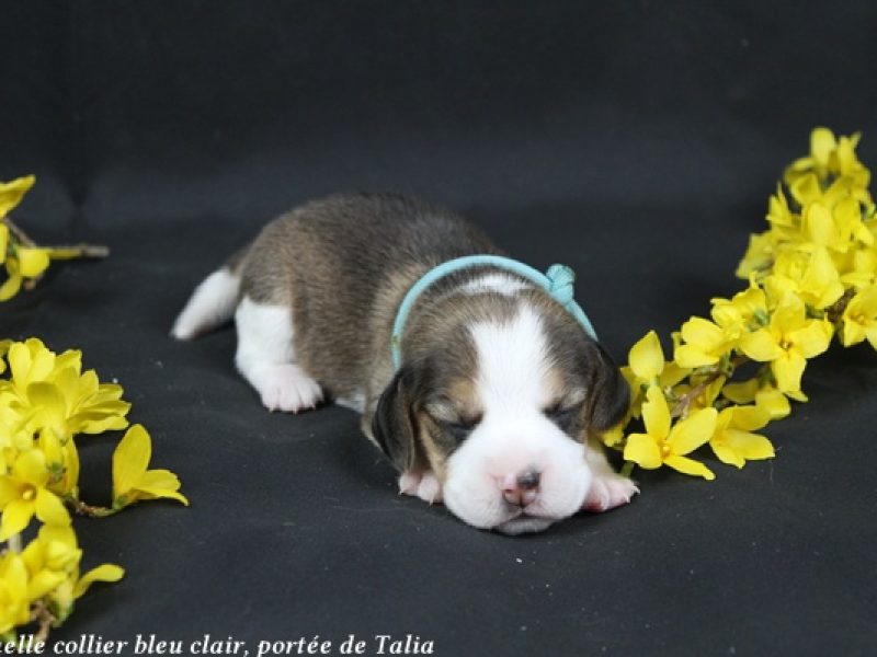 f bleu clairIMG_4808