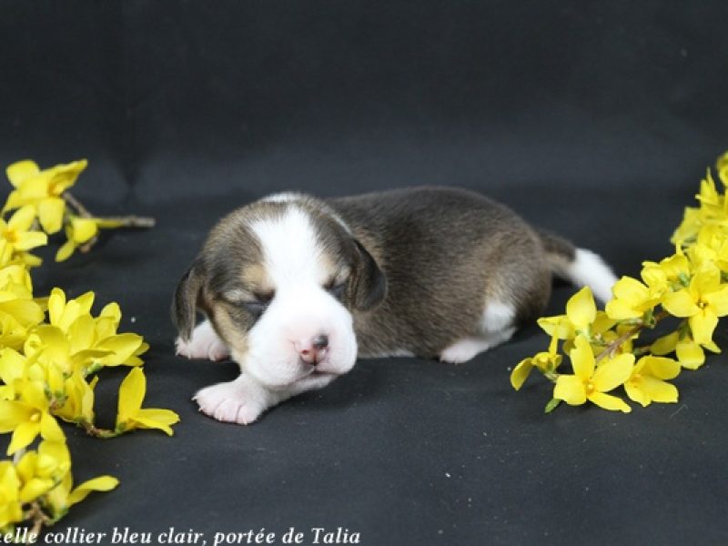 f bleu clairIMG_4813