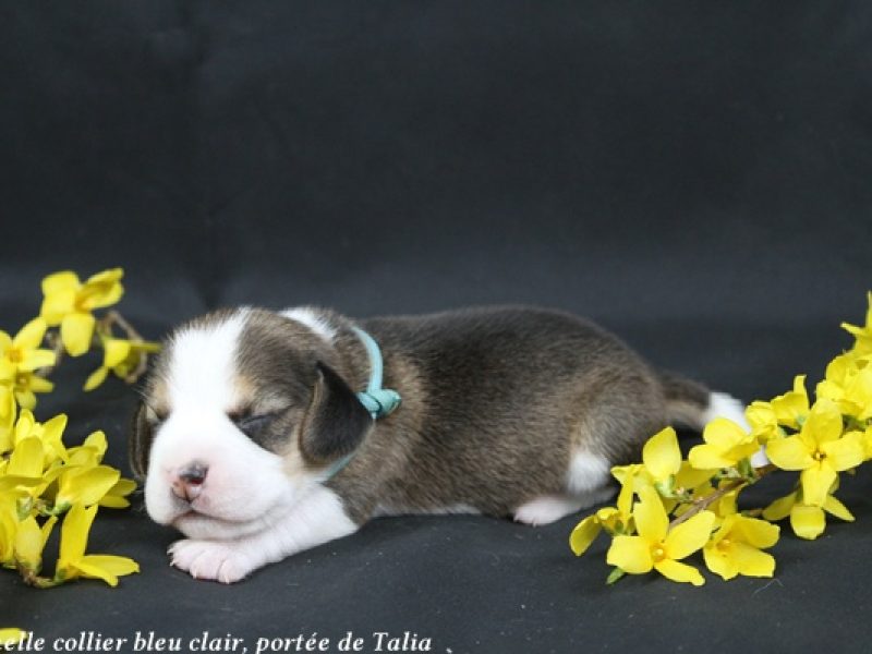 f bleu clairIMG_4814