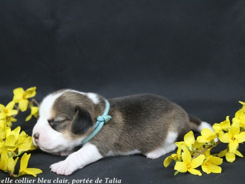 f bleu clairIMG_4815