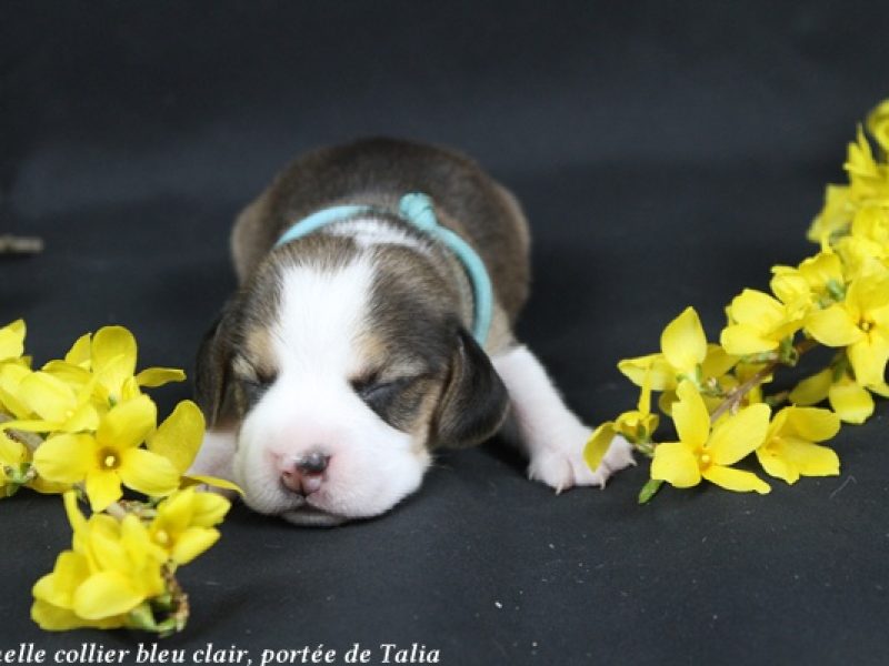 f bleu clairIMG_4818