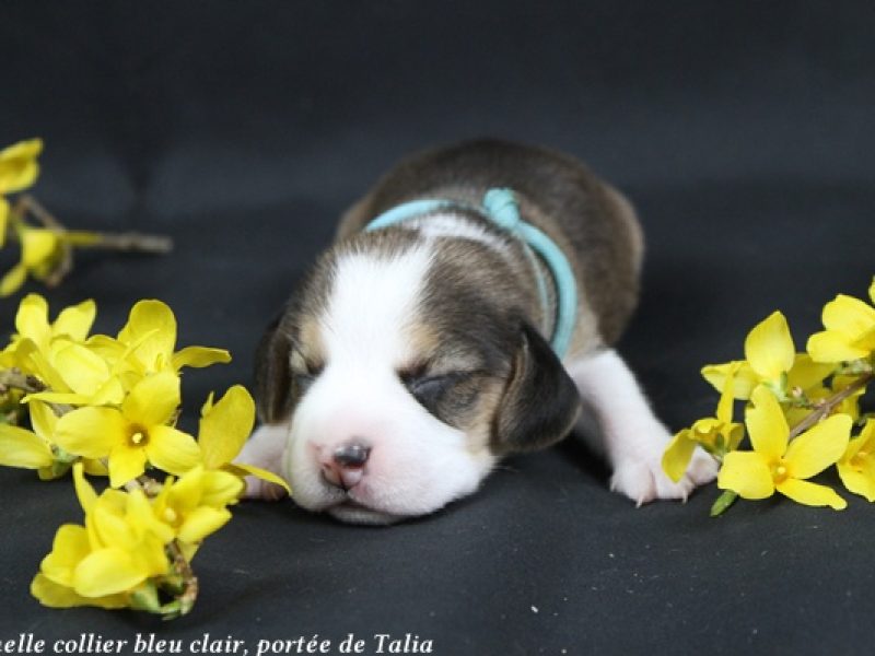 f bleu clairIMG_4819