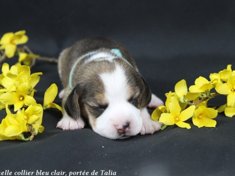 f bleu clairIMG_4826