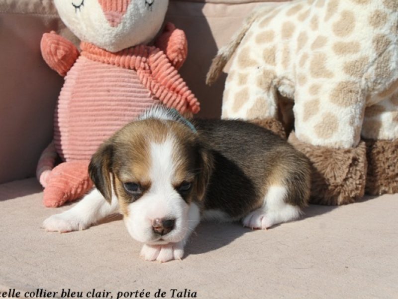 f bleu clairIMG_5607