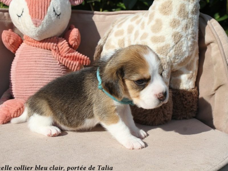 f bleu clairIMG_5611