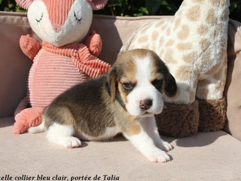 f bleu clairIMG_5612