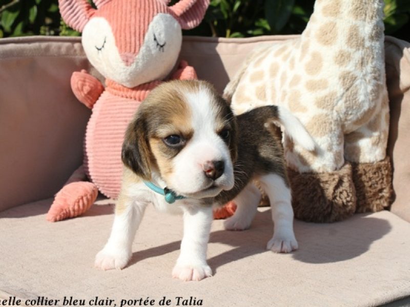 f bleu clairIMG_5619