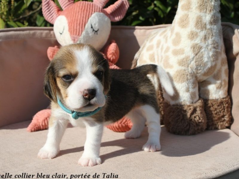 f bleu clairIMG_5621