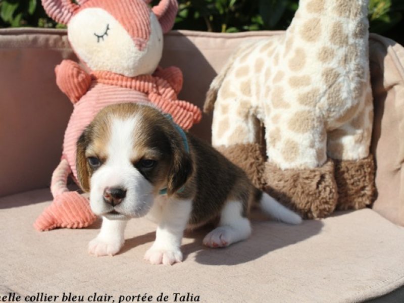 f bleu clairIMG_5627