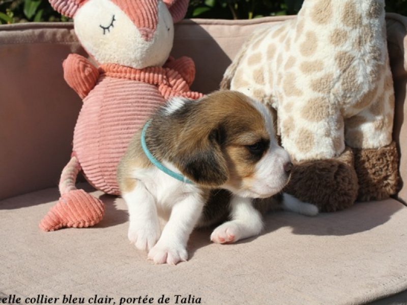 f bleu clairIMG_5630