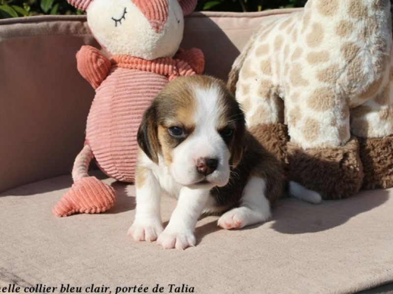 f bleu clairIMG_5631