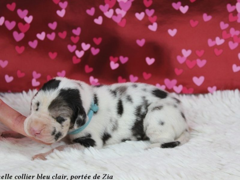 f bleu clairIMG_6777