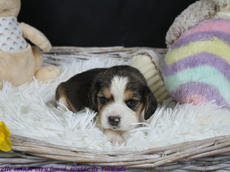 f bleu foncéIMG_5404