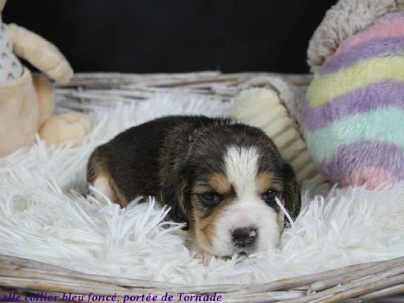 f bleu foncéIMG_5405