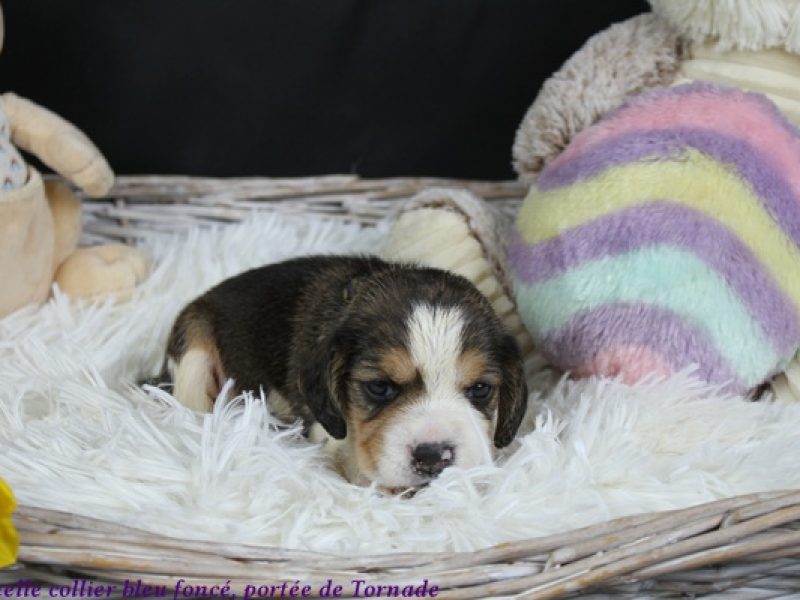 f bleu foncéIMG_5407