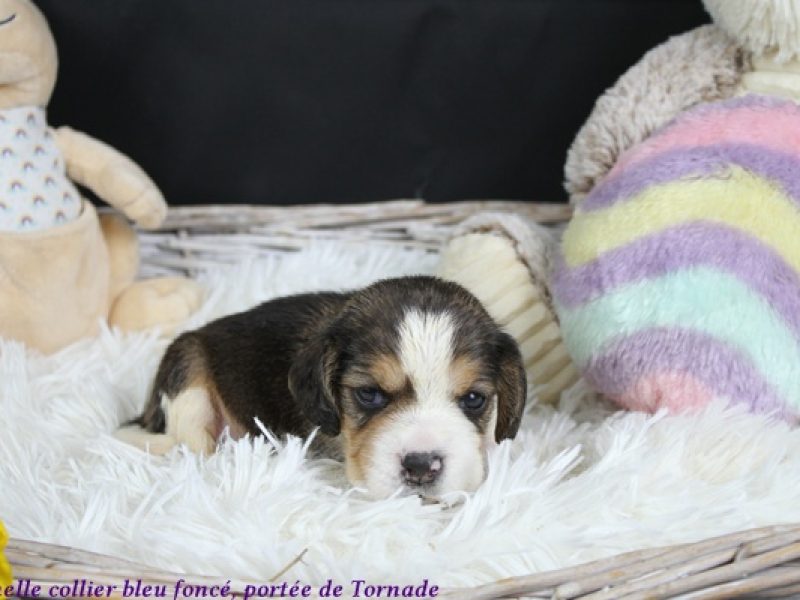 f bleu foncéIMG_5410