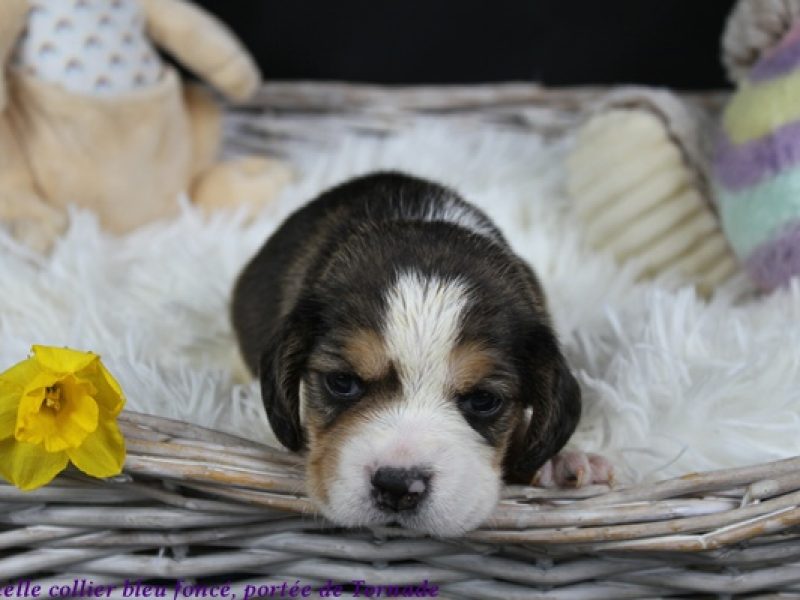 f bleu foncéIMG_5414