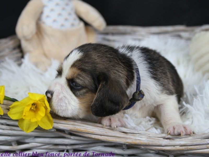 f bleu foncéIMG_5417