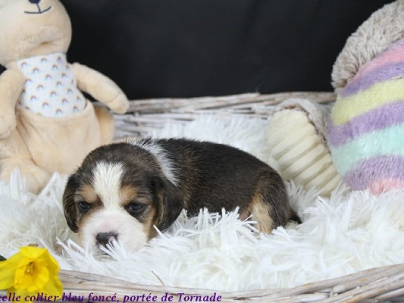 f bleu foncéIMG_5420