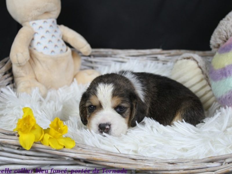 f bleu foncéIMG_5424