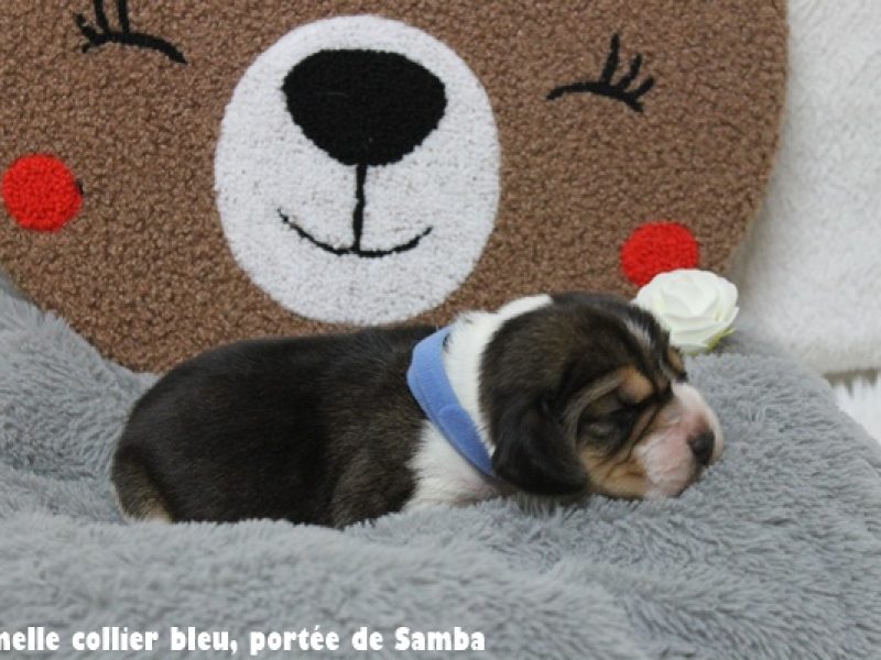 f bleuIMG_9440