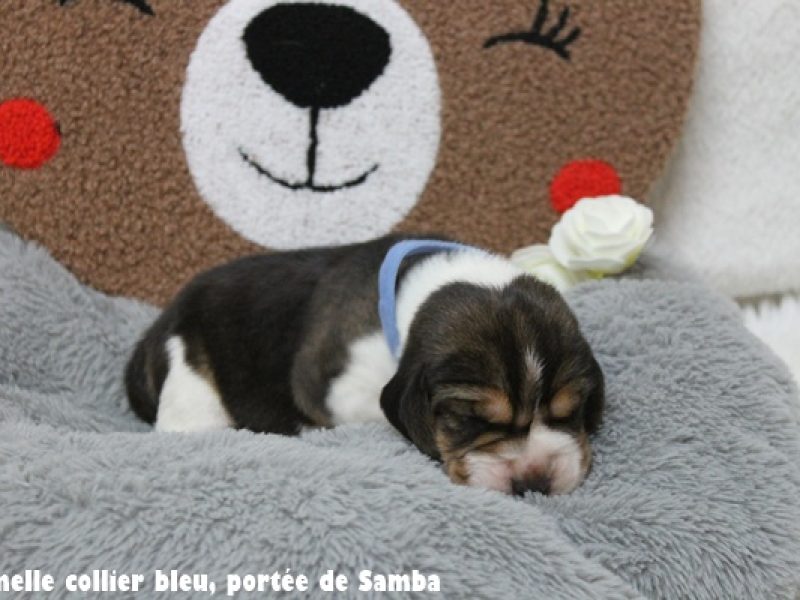 f bleuIMG_9441
