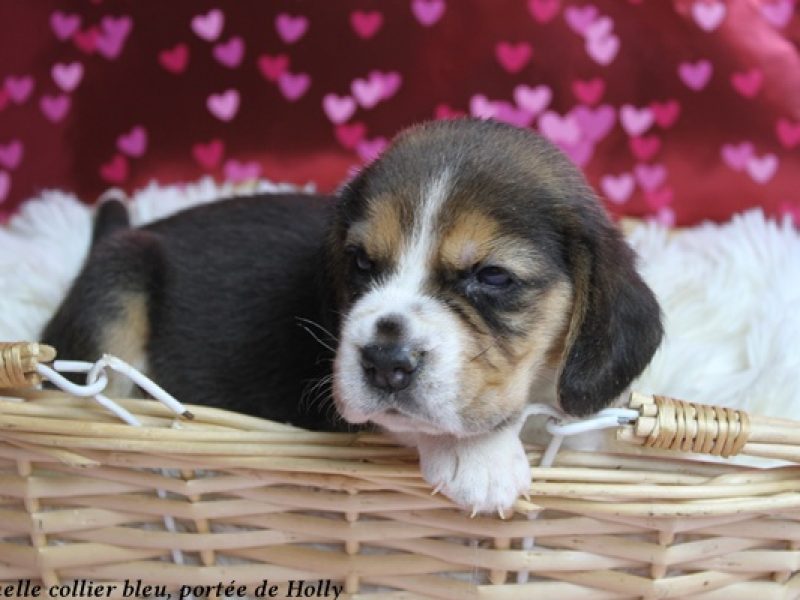 f bleuIMG_9600