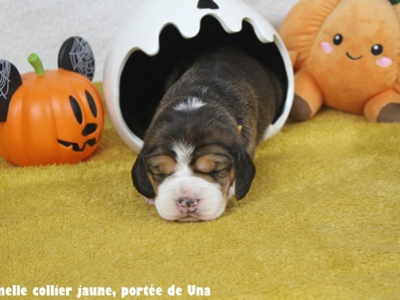 f jauneIMG_0036