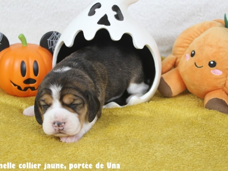 f jauneIMG_0052