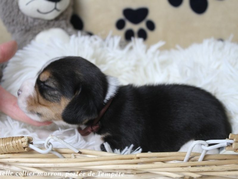 f marronIMG_2220