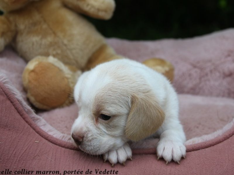 f marronIMG_8123