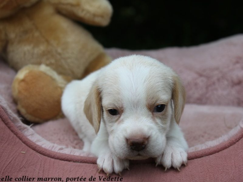 f marronIMG_8126