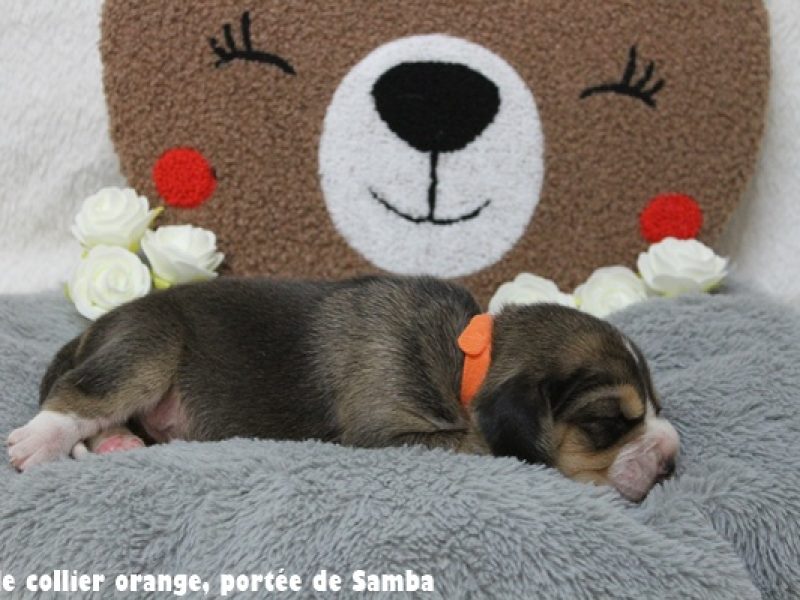 f orangeIMG_9402
