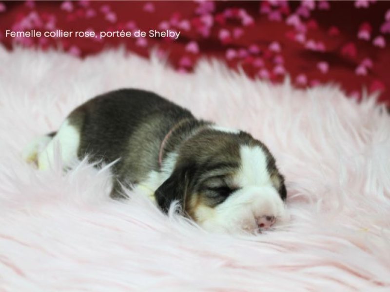 f rose shelby IMG_4107