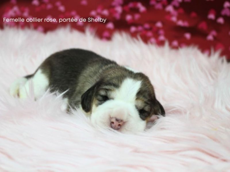 f rose shelby IMG_4108