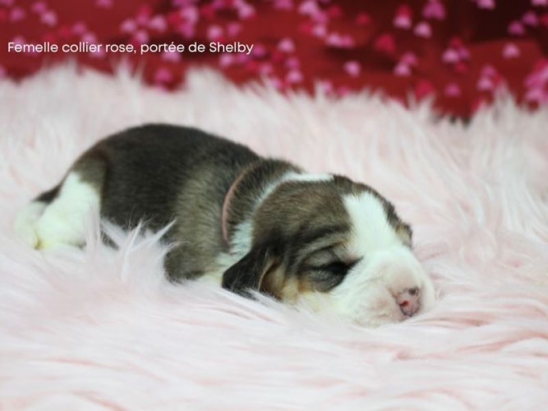 f rose shelby IMG_4113