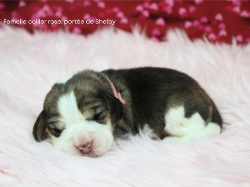 f rose shelby IMG_4119